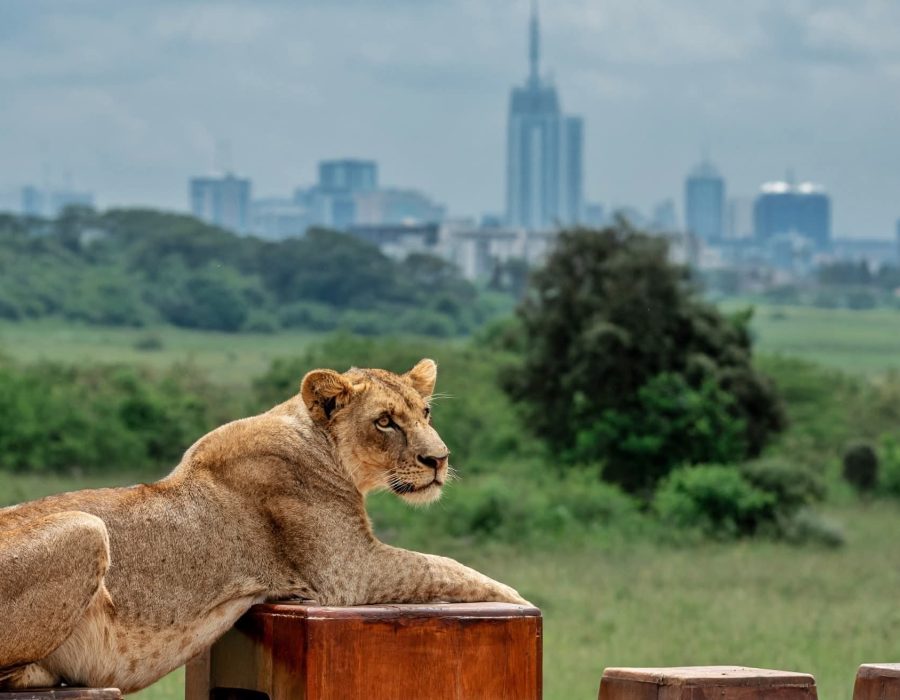 Nairobi National Park2