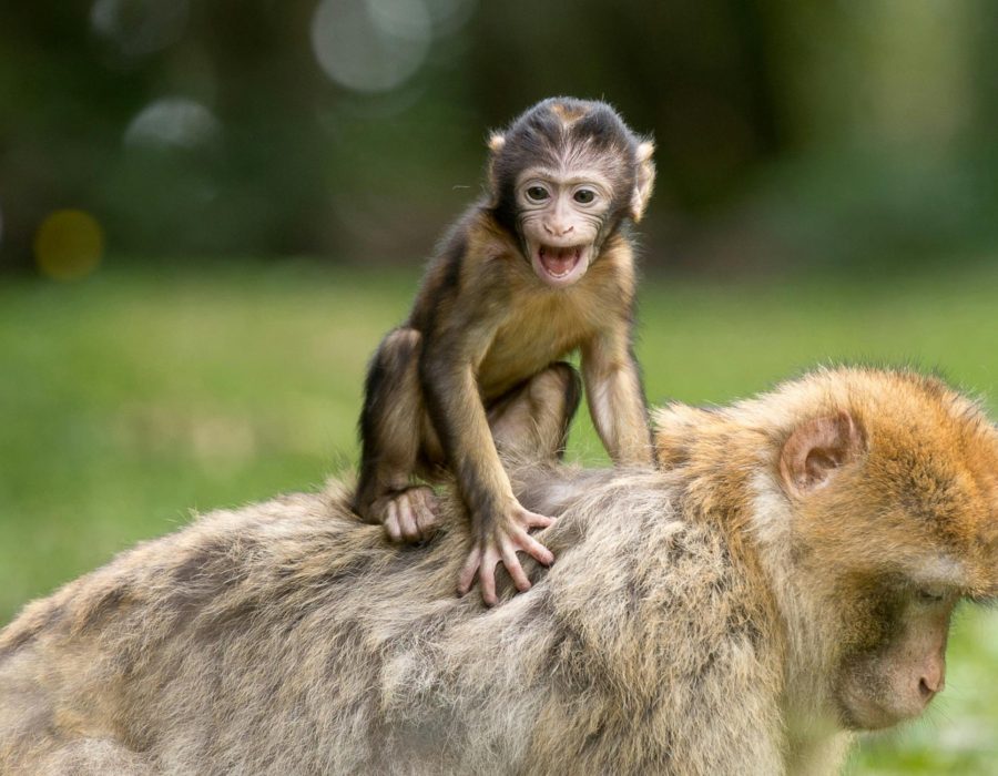 A cute baby Barbary macaque sits happily on its mother's back outdoors.