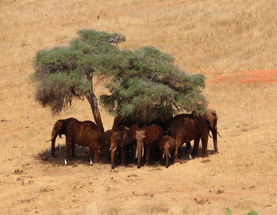 safari, elephant, africa, kenya, tsavo, kenya, kenya, kenya, kenya, kenya, tsavo, tsavo