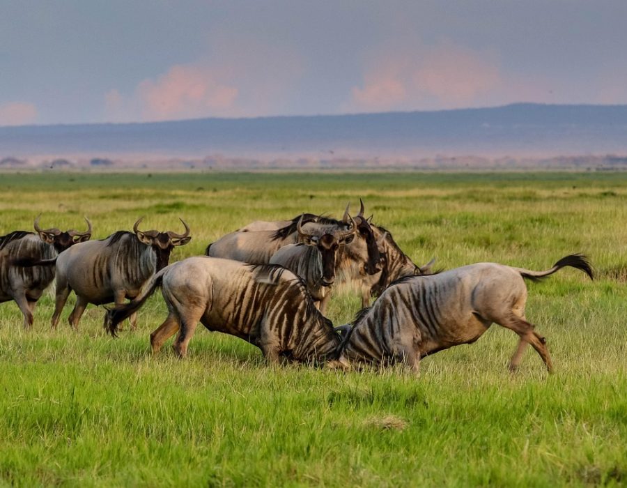 africa, kenya, amboseli, national park, safari, wildlife, nature, wilderness, landscape, savannah, wildebeest, amboseli, wildebeest, wildebeest, wildebeest, wildebeest, wildebeest