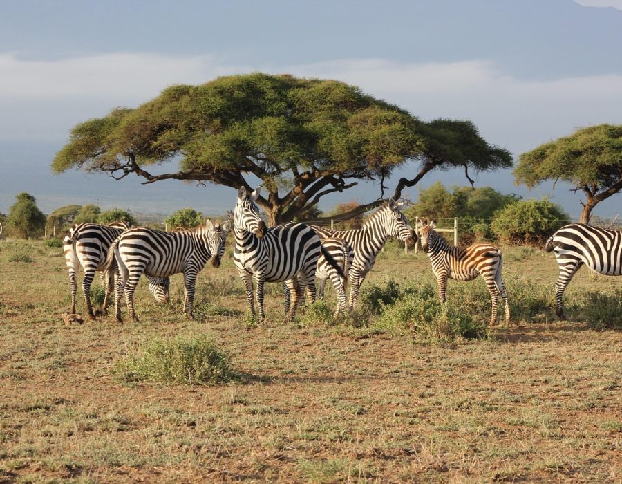 safari, kenya, masai mara, zebras, wild life, brown life, masai mara, masai mara, masai mara, masai mara, masai mara
