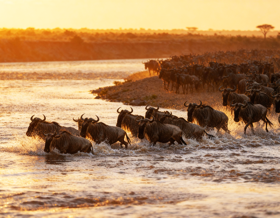 wildebeest, kenya, river crossing, wildlife, migration, africa, nature, herd, savanna, mara river, safari, african wildlife, golden hour, mammals, great migration, grasslands, ai generated
