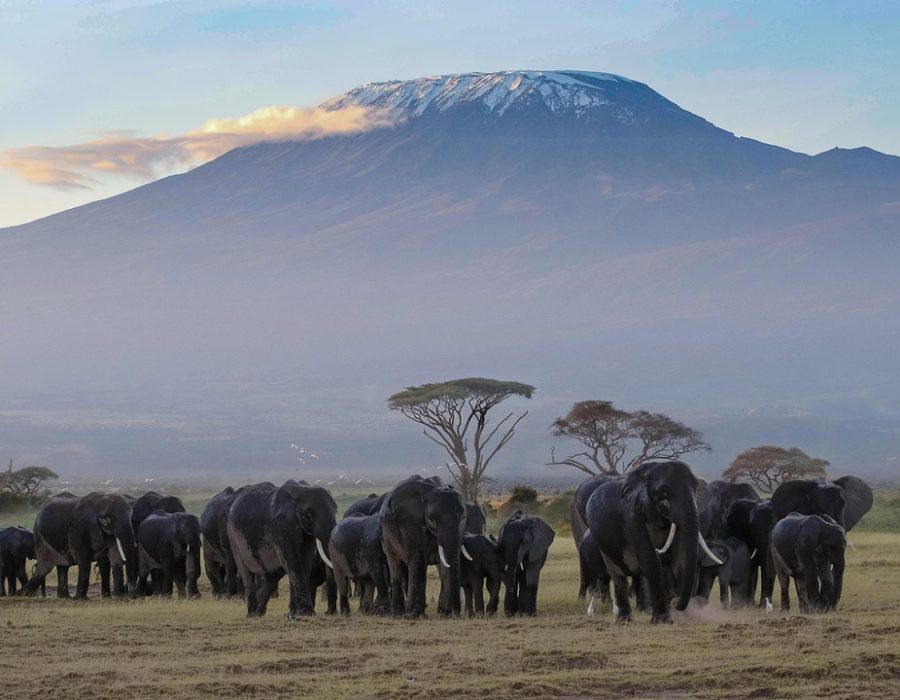 africa, kenya, amboseli, safari, wildlife, wilderness, nature, national park, landscape, savannah, elephants, kilimanjaro, elephant herd, kenya, amboseli, kilimanjaro, kilimanjaro, kilimanjaro, kilimanjaro, kilimanjaro