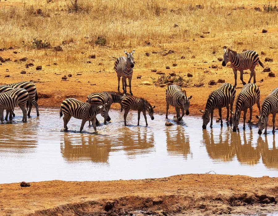 zebras, kenya, water hole, tsavo west, africa, tsavo west, tsavo west, tsavo west, tsavo west, tsavo west