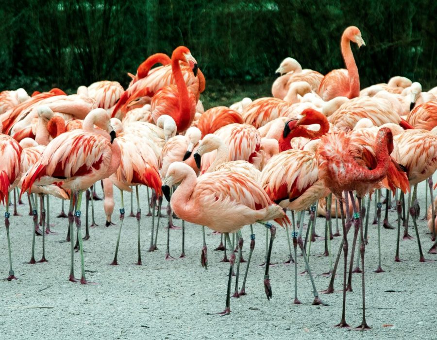 flamingos-standing-water-scaled-1-1-1-1-1-1-1-1-1-1-1.jpg