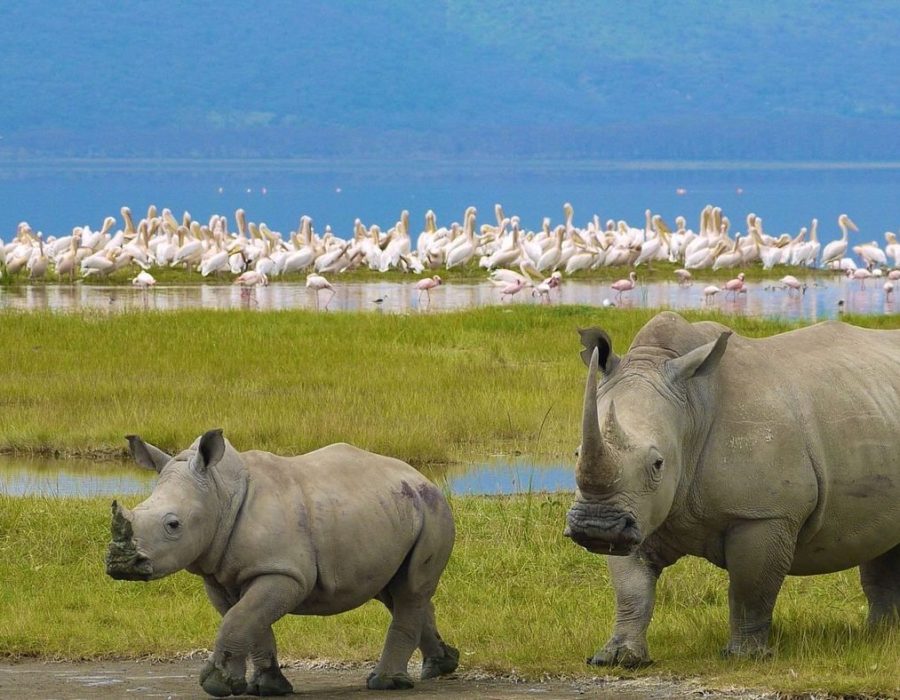 nakuru-national-park