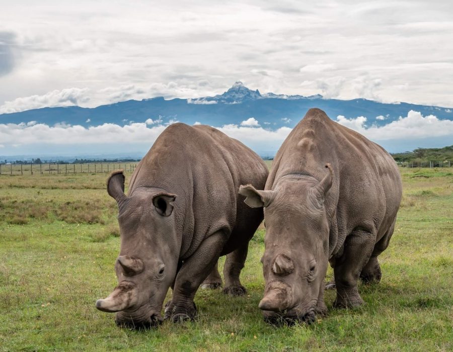 ol_pejeta_safari_cottages_kenya_safari_holiday_najin_fatu