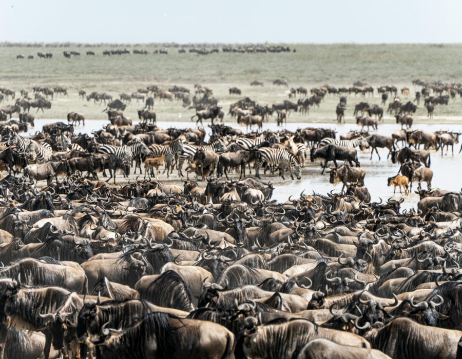 Vast herd of wildebeests and zebras during migration in Mara, Tanzania, showcasing wildlife diversity.