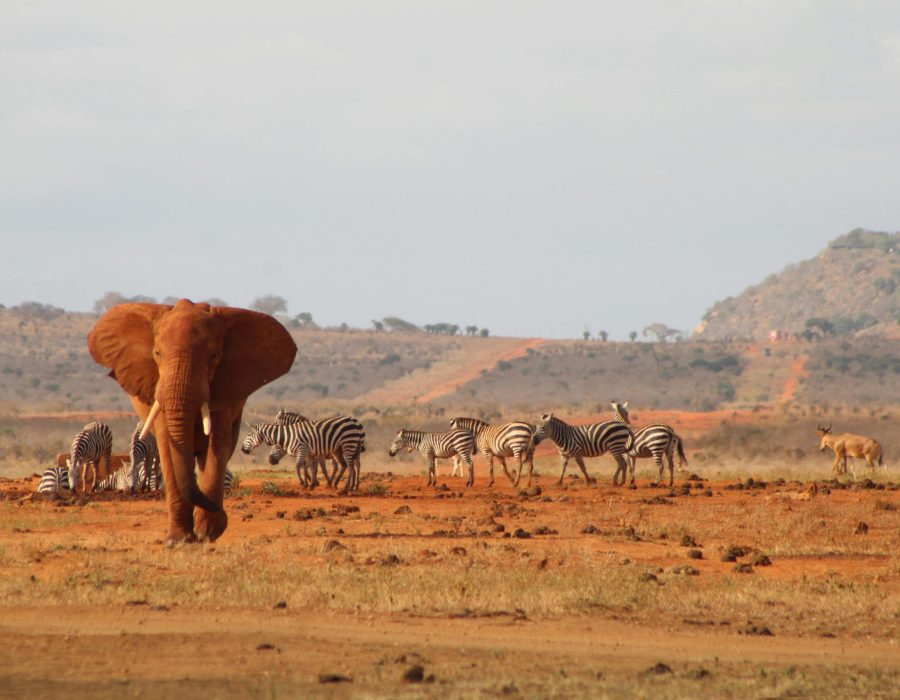 A majestic African elephant and zebras in Tsavo, Kenya, showcasing wildlife harmony.
