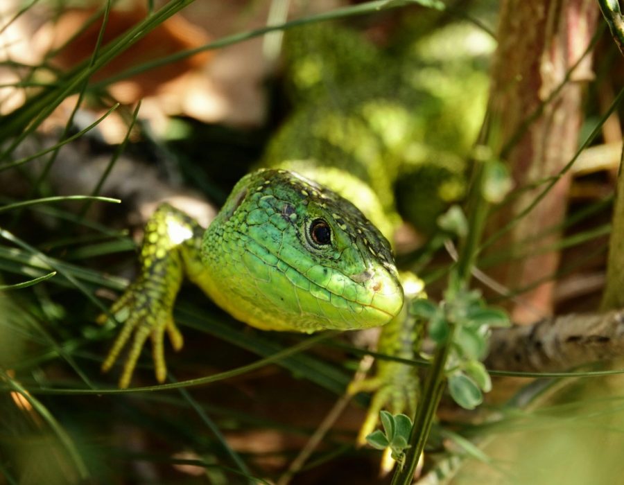 Close-up of a vibrant European green lizard hiding among plants in Scherwiller, France.