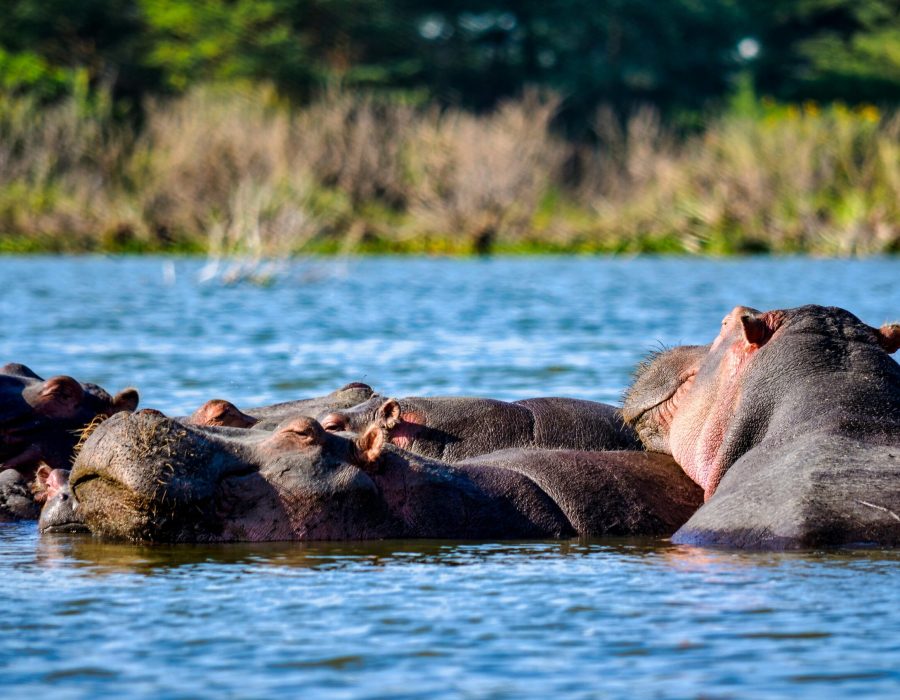A serene group of hippos basking in Lake Nakuru, surrounded by vibrant nature. Captured on a sunny day.